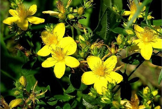 Jonažolė – vaistinis augalas, padedantis susidoroti su prostatitu