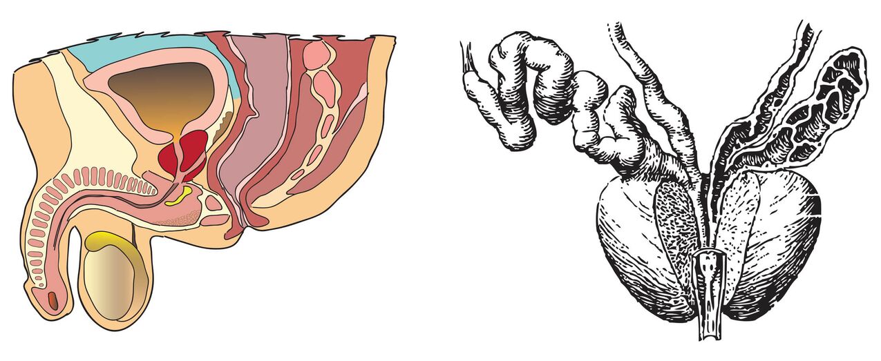 Prostatos anatomija